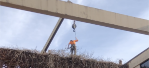 Ivy Removal