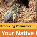 Growing with Dana: Native Bees