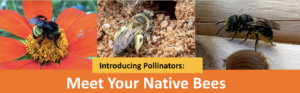 Growing with Dana: Native Bees