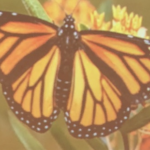 Monarchs!