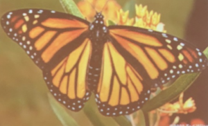 Monarchs!