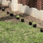 Plants!