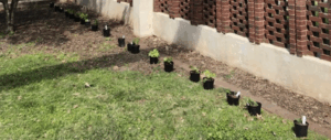 Plants!