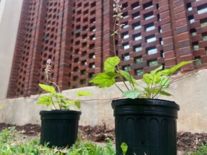 Earth Day – planting phase 1!