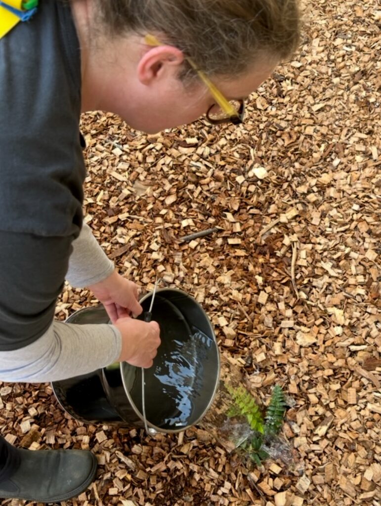 Professor Katherine Smith watering a recently planted fern