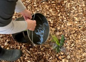 watering a recently planted fern